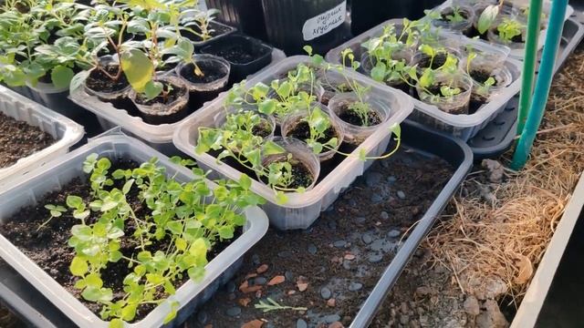 Показываю и рассказываю что растет у меня в парнике часть (6)