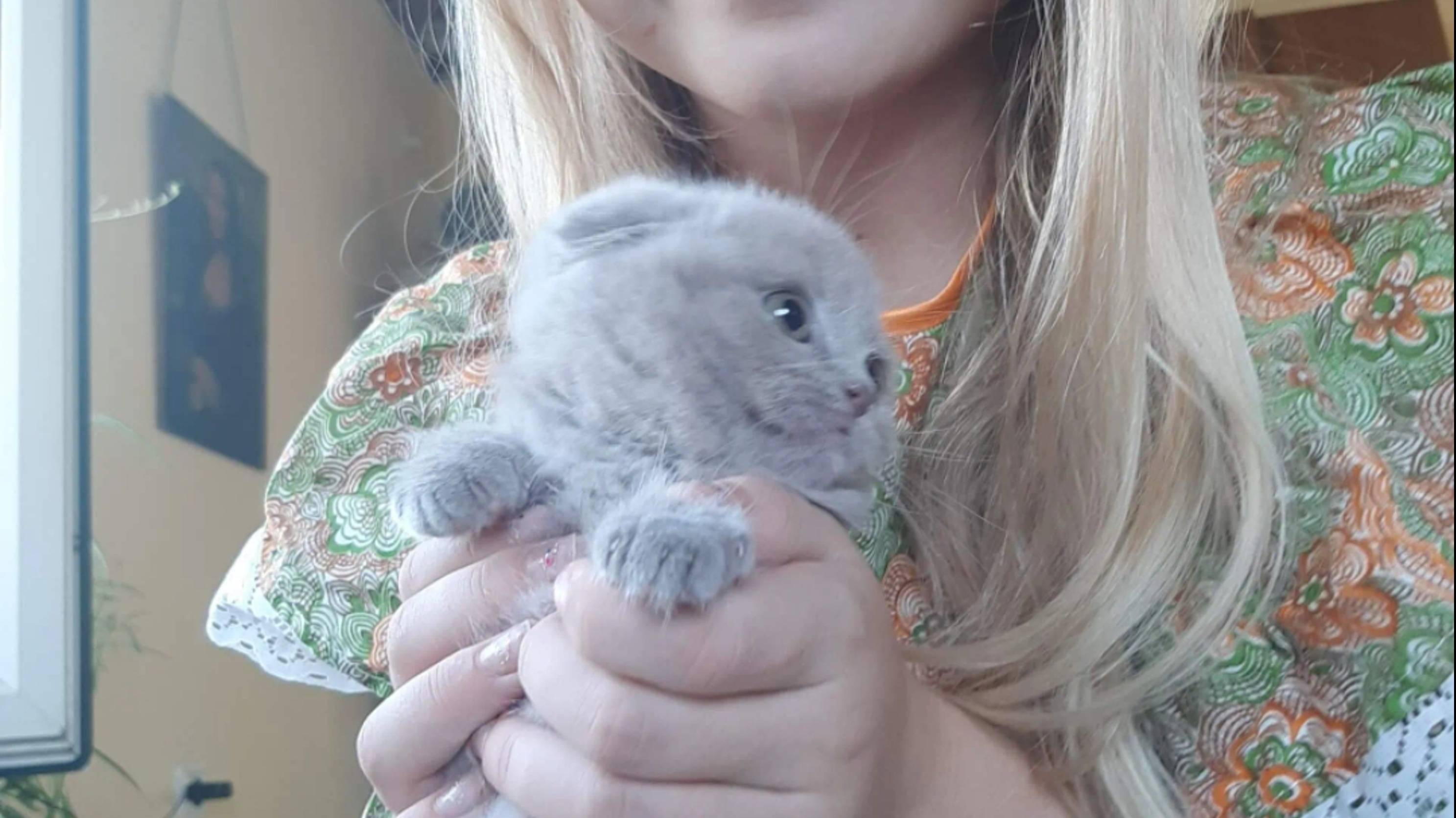 Вислоухие котята от Алисы Краснодар