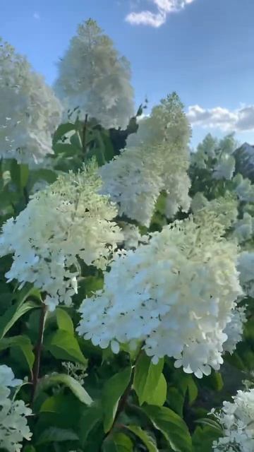 VANILLE FRAISE #hydrangea #гортензія #шортс #hortensia #flower #гортензия #p