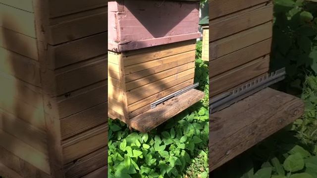 пчелы сами занимают улья и мирно начинают работать