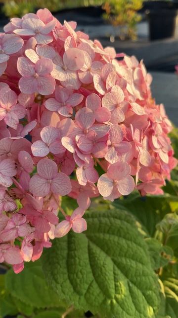 Гортензия древовидная/ Hydrangea arborescens Donker rose Annabelle.