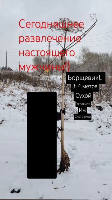 Сорян что личность закрыл #борщевик #сухоцветы  #семен?