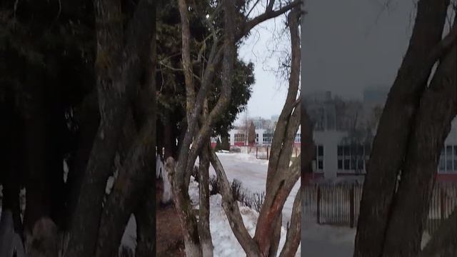 Куст боярышника....Жажда жизни.