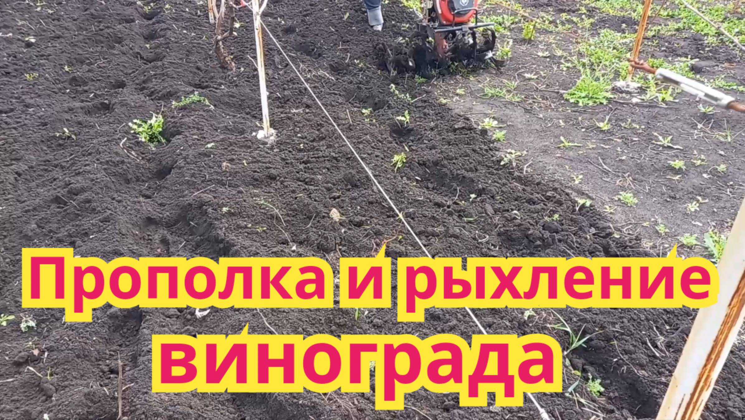 Прополка и рыхление под кустами винограда,мотоблоком с фрезой.