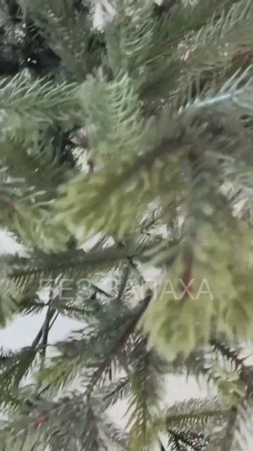 Ель "Таежная"