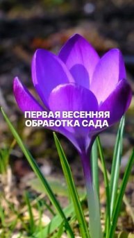 Первая весенняя обработка сада. Когда и чем? Подробно ?
