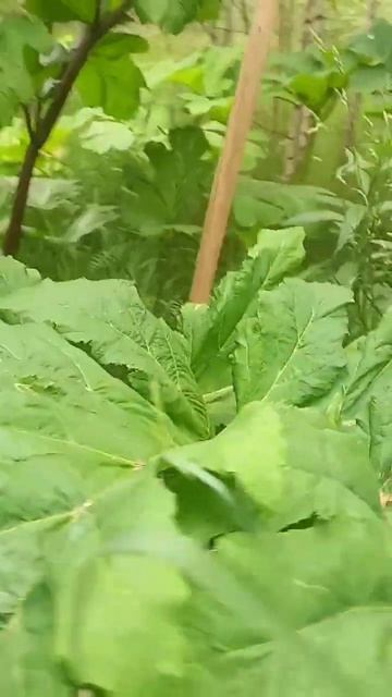 ❗ОПАСНО❗ОГРОМНЫЕ БОРЩЕВИКИ❗ Heracléum Sosnówskyi❗ #shorts #nature