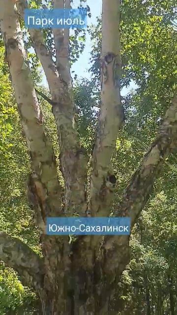 Огромная берёза в парке г.Южно-Сахалинска #music  #природ?