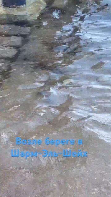 На берегу Крассного моря в Шарм-Эль-Шейх
