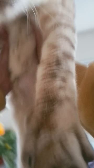 Зёма поёт #music #cat #hipop #art #dance #котики