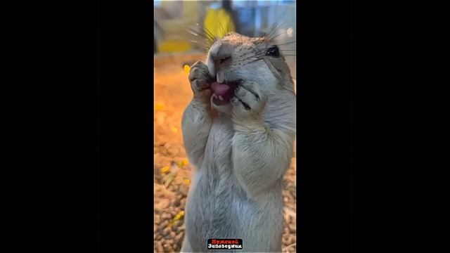 парни на 8-е марта у которых нет денег на подарок 🤣🤣?