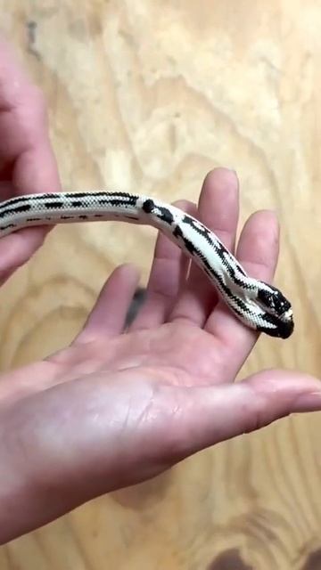 Видео редкой двухголовой калифорнийской королевской змеи