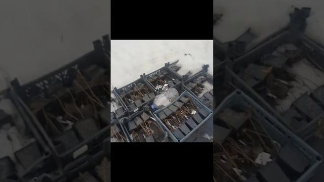 Мой питомник гортензий на 29.03.25г Алтайский край, г.Барн