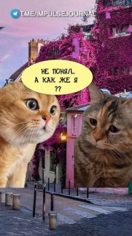 Барсик в пролете (Мяукаем в телеграм Импульс Журнал 👉