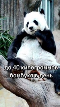 Панда ест 40 килограмм в день? #удивительное #животные #?
