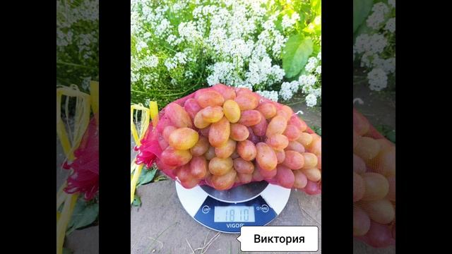 1000034767.mp4