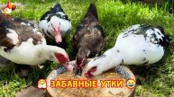 Забавные утки мускусные и пекинские на свободном выгуле ч.(3) ❣️🤗😂
