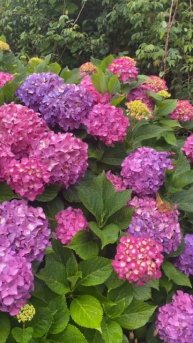 #hydrangea#macrophylla#гортензия#garden#гортензія#flowers #park#jardin#shorts#ア
