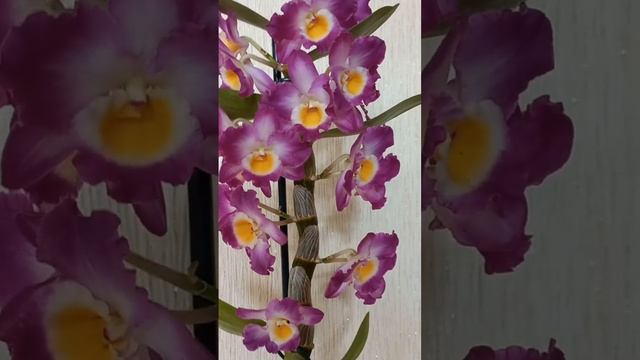 Новинка. Дендробиум  Нобиле