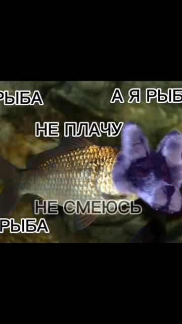 пока делала забыла как пишется слово "Рыба" #мем  #квадр