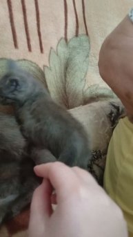 Котëнок Максим не слушается мать Фидору!