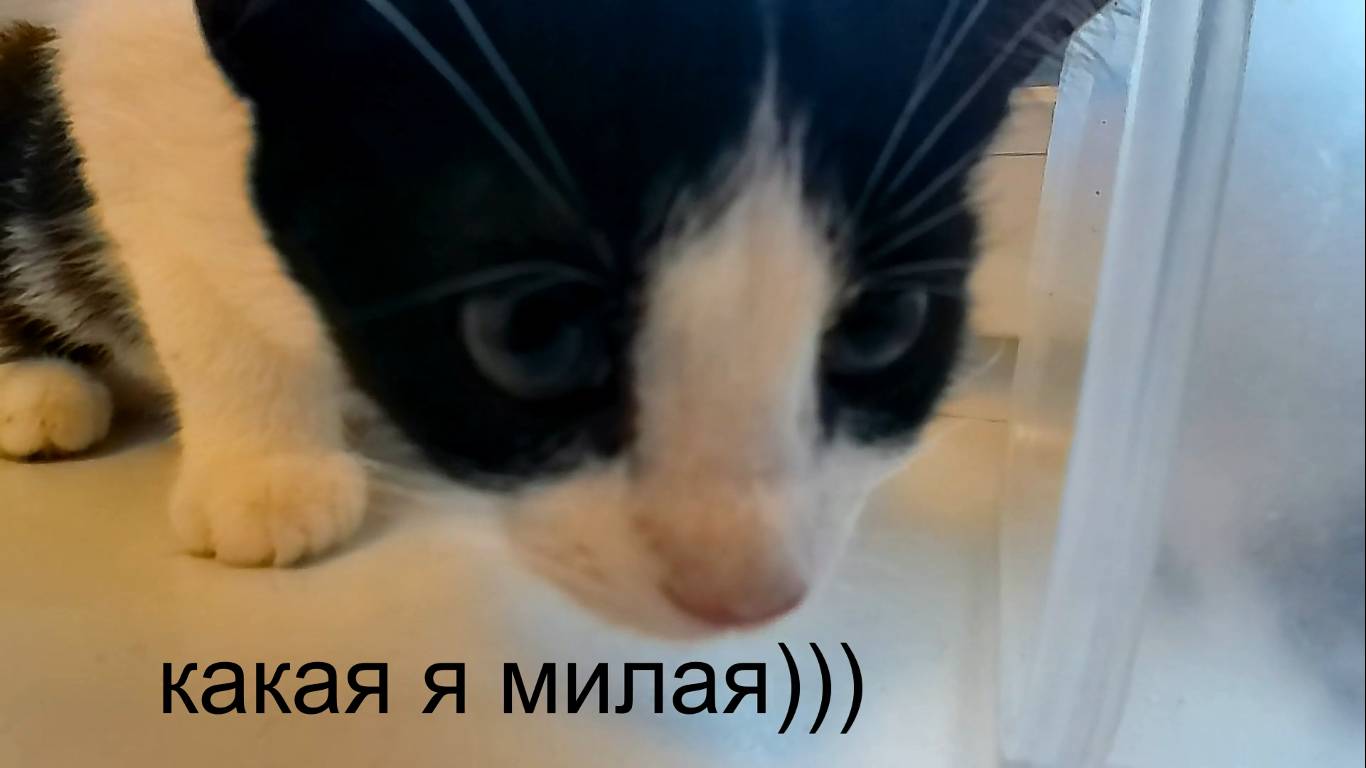 Знакомство нового подопечного со стаей. Адаптация котенка в доме. Еще один спасенный котенок