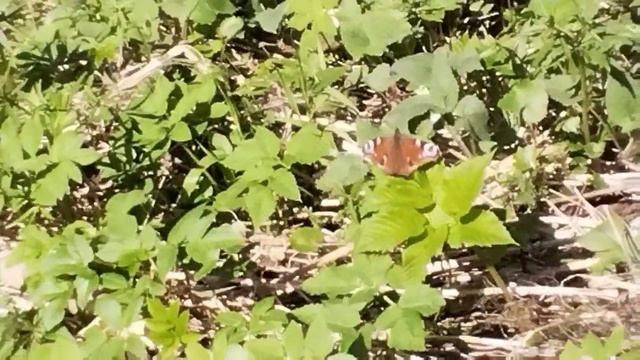 поздравление с 9 мая от природы, от" живого цветка"🙏💖✨🦋