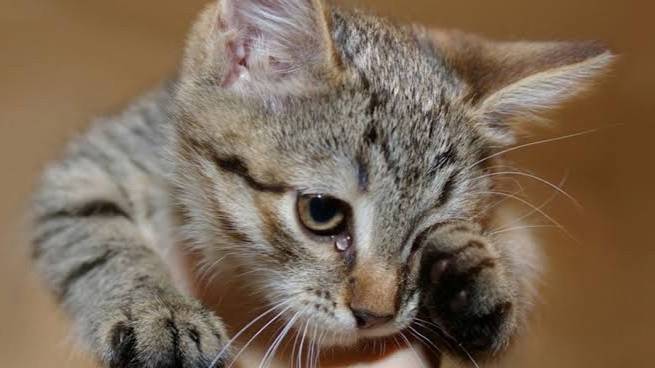 рассказ "Кошки дурачка Хасана" (читает автор)