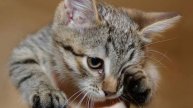 рассказ "Кошки дурачка Хасана" (читает автор)