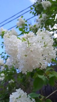сирень