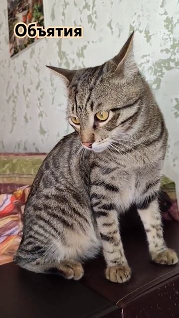 Объятия 8 раз в день #юмор #кот #мем #смешныекоты #котики