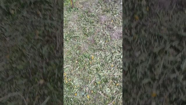 прятки челендж/2часть