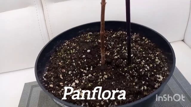 Компактные сорта гортензий 🌿🌺💞 XS-Light, Little Love, Panflora