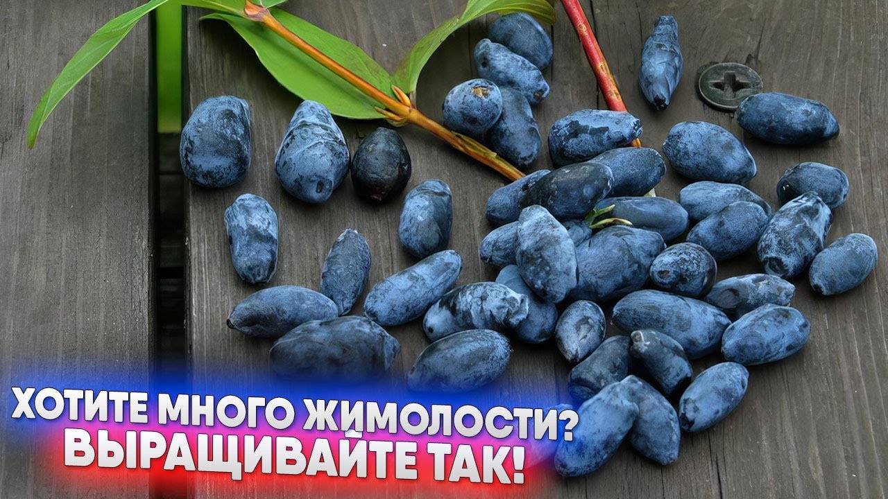 Как вырастить КИЛОМЕТР ЖИМОЛОСТИ? Эти секреты изменят вашу дачу!