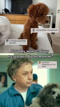 Весь смак можно оставить в коментариях. #doglifestyle #mypets #пудель #тойпудель #poodle #maltipoo