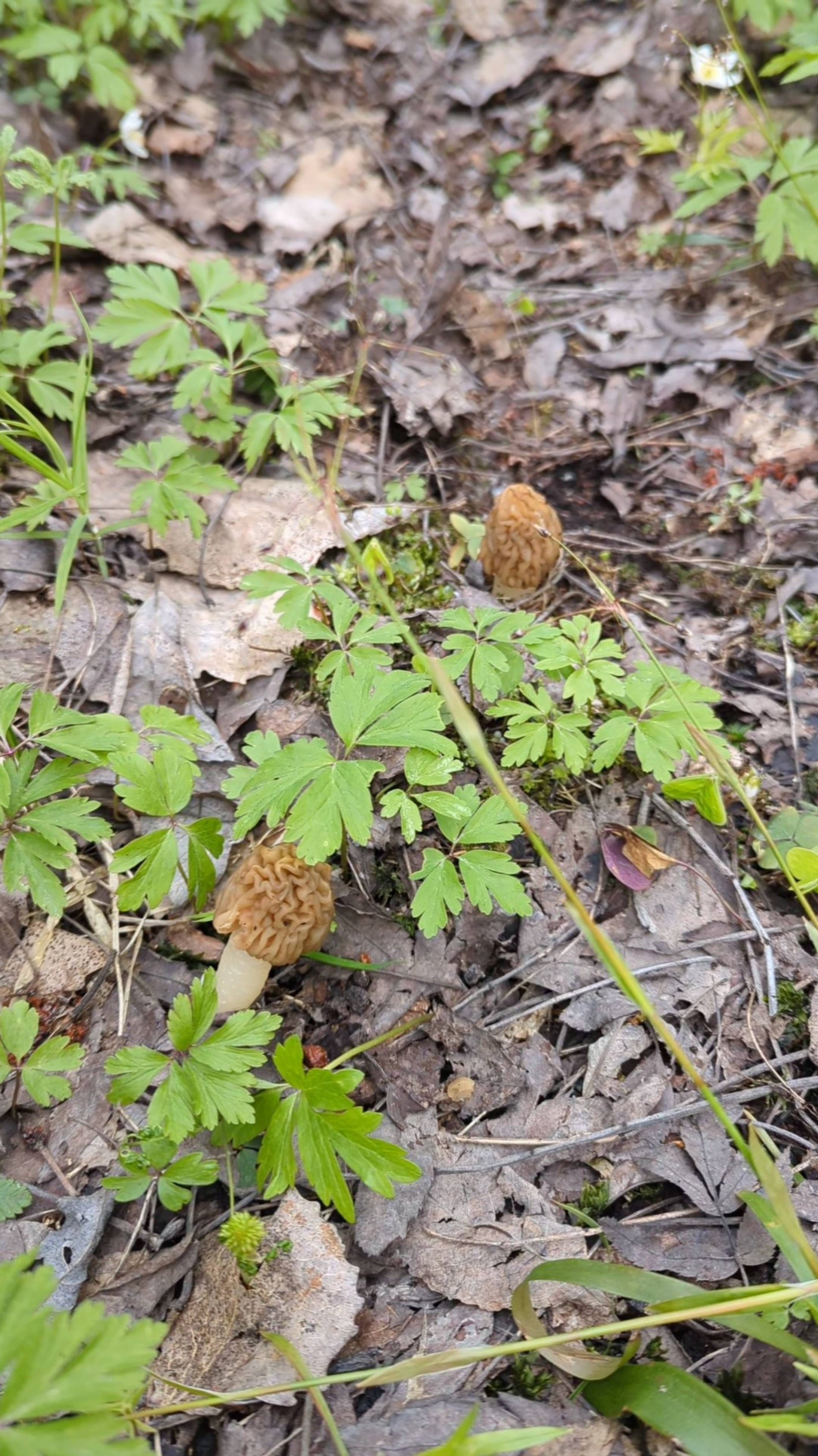 Весенние шапочки, 09.05.25г.