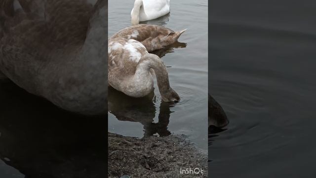 Семья лебедей-шипунов.