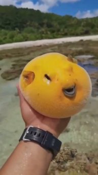🐡Рыба фугу - опасный деликатесСчитается, что у правил