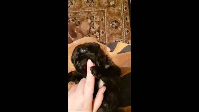 НВХ Юна 3 недели