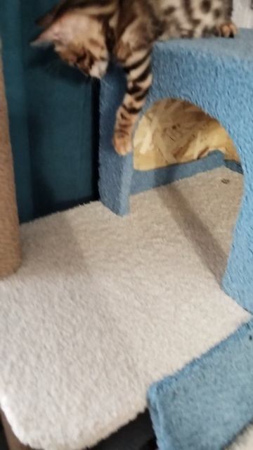 😹😹😹