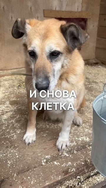 Может быть, она ждёт именно Вас?! #shortvideo #собака #shorts