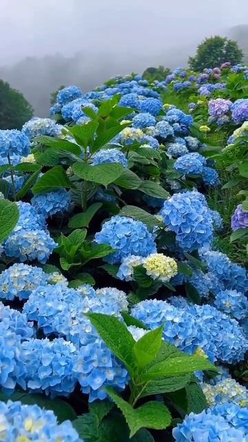 #beautiful #hydrangeas #hortensia #garden #гортензия #flower #hydrangea #macrophylla