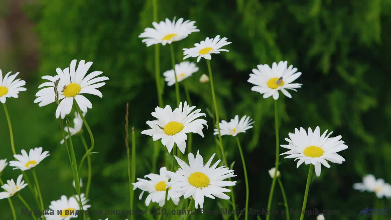 Поляны, леса и небо сливаются в один танец звуков - aquafunk -- Jean Toba -- first times