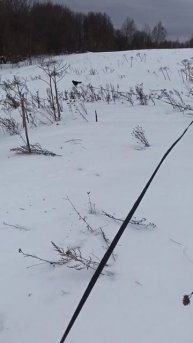 Хаски Дик уничтожает сухой борщевик, забег на поводке