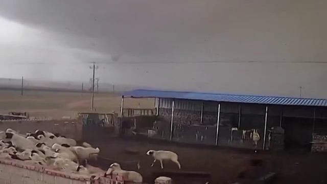 Торнадо разрушил загон для овец во Внутренней Монголии, Китай, 5 мая 2025.