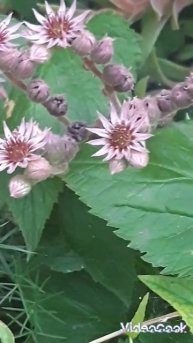 Белая гортензия #рябинник #flowers #nature #garden #лето