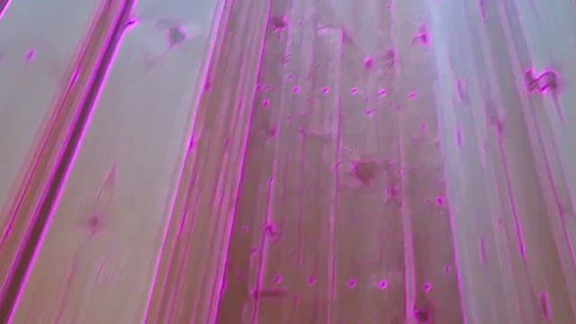 1000023372.mp4 (Собака смотрит на поступившую имитацию бруса)