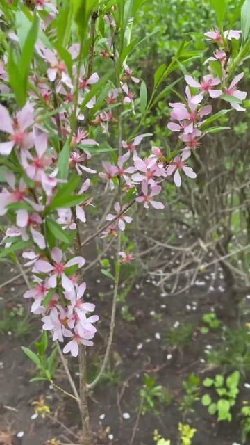 Миндаль степной или Бобовник #цветы #garden #садиогород