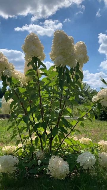 #polarbear #paniculata #hortensia #hydrangeas #beautiful #гортензия #flower