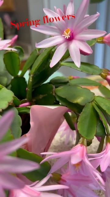 spring flowers#spring flowers#нежность#красивыецветы#весенниецвет?